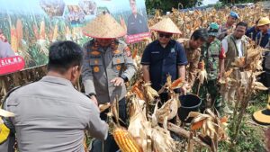 Panen Jagung Bersama PT PAS, Kapolres Inhu: Kekuatan Swasembada Pangan Negara Berasal Dari Desa