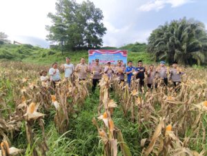 Polres Inhu Dan PT. SSR Panen Jagung Pipil, Dukung Program Pemerintah