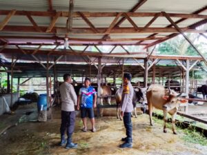 Dukung Program Pemerintah Pusat, Polsek Lubuk Batu Jaya Dorong Peternak Tingkatkan Produksi Daging dan Susu