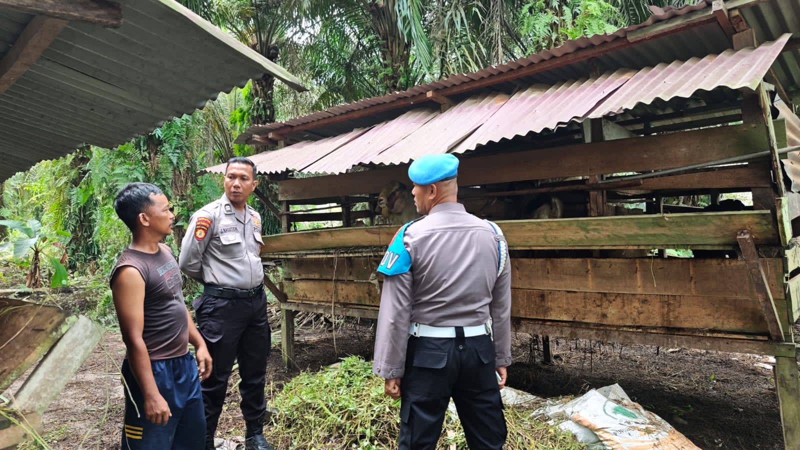 Polsek LBJ Dorong Peternak Kambing Tingkatkan Produksi Dukung Ketahanan Pangan