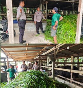 Dukung Program Nasional, Polsek LBJ Dorong Modernisasi Peternakan Sapi di Desa Sungai Beberas Hilir