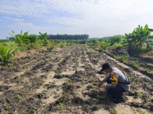 Polsek LBJ Cek Pertumbuhan Jagung Pipil di Lahan Ketahanan Pangan Seluas 4 Hektar