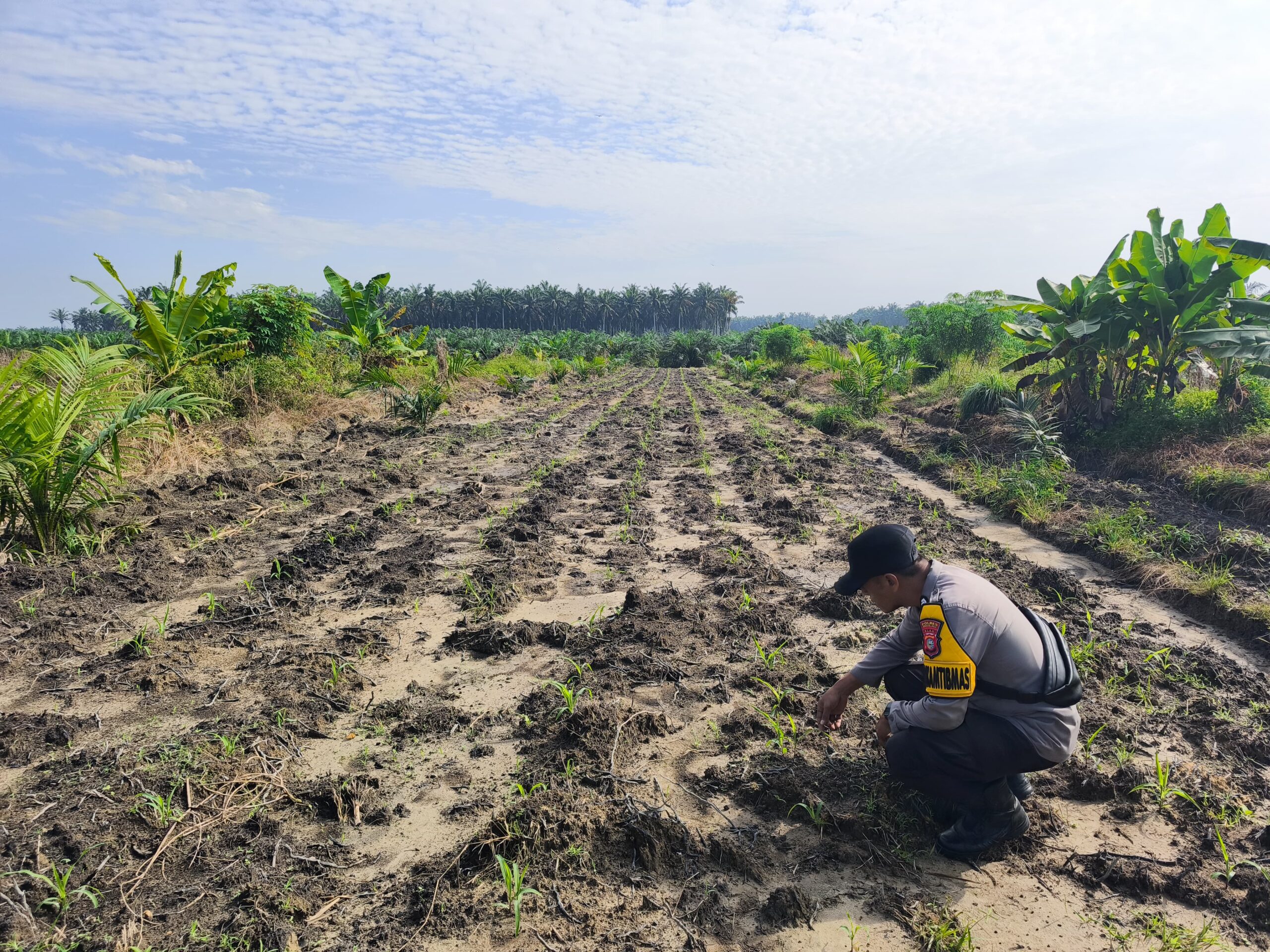 Polsek LBJ Cek Pertumbuhan Jagung Pipil di Lahan Ketahanan Pangan Seluas 4 Hektar