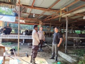 Polsek LBJ Dorong Peternak Sapi di Kulim Jaya Perkuat Ketahanan Pangan Nasional