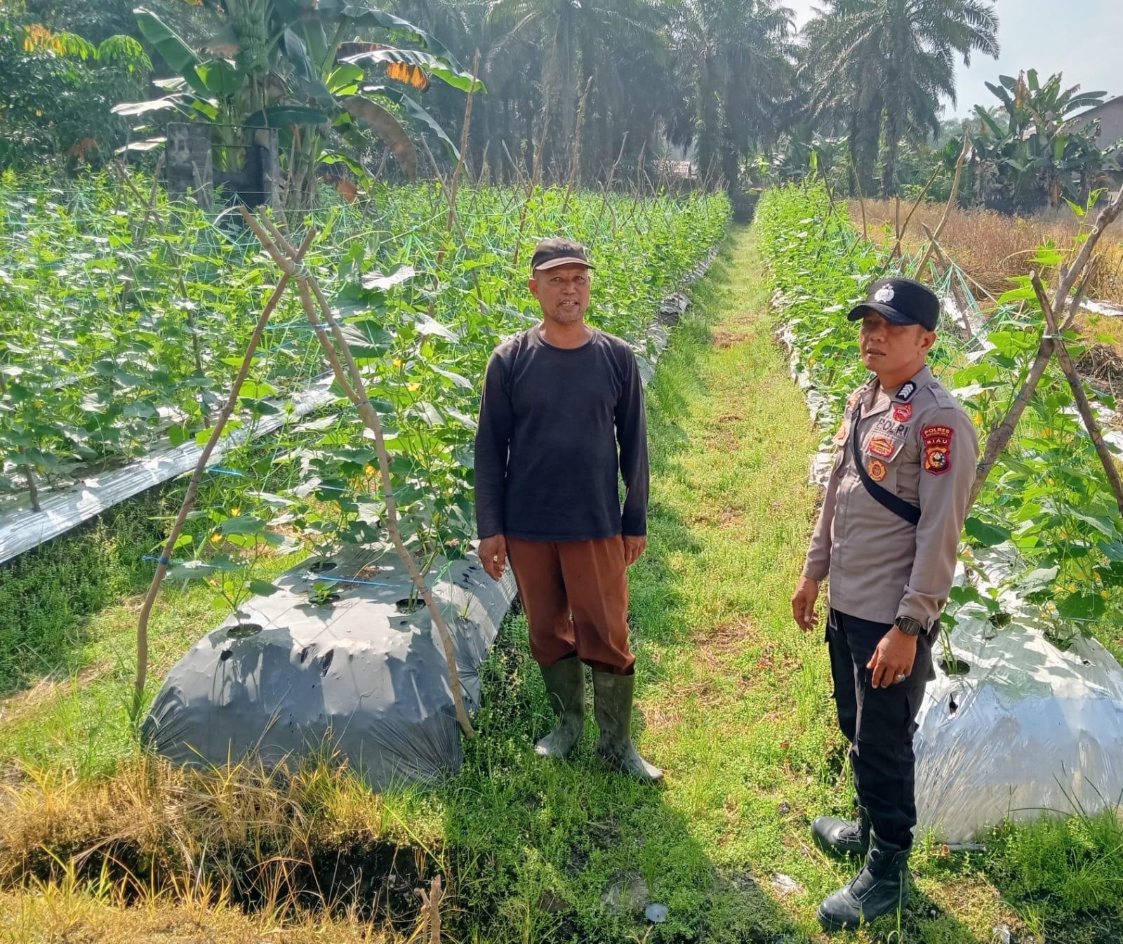 Wujudkan Ketahanan Pangan Nasional, Polsek LBJ Aktif Mendampingi Petani Mentimun