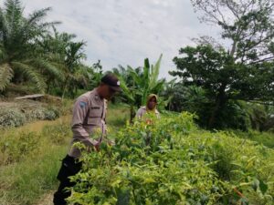 Polsek Kuala Cenaku Sambangi Petani Timun dan Cabe di Dusun Mekar Sari