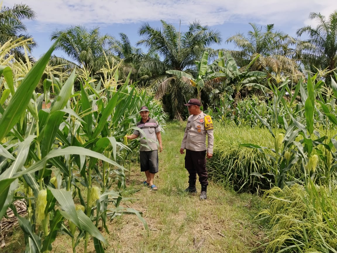 Bhabinkamtibmas Tanjung Sari Apresiasi Warga Manfaatkan Lahan untuk Padi dan Jagung