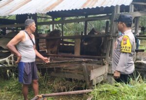 Bhabinkamtibmas Sukajadi Dampingi Peternak Sapi di Dusun Tasik Rumbia 1