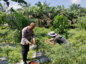 Dukung Ketahanan Pangan Nasional, Polsek Kuala Cenaku Edukasi Warga Manfaatkan Lahan Produktif