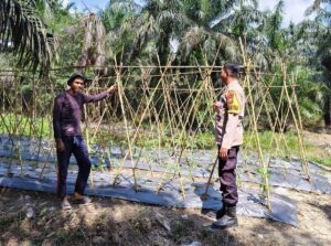 Polsek Kuala Cenaku Sambangi Petani Kacang Panjang di Rawa Asri, Serap Aspirasi hingga Ingatkan Larangan Karhutla