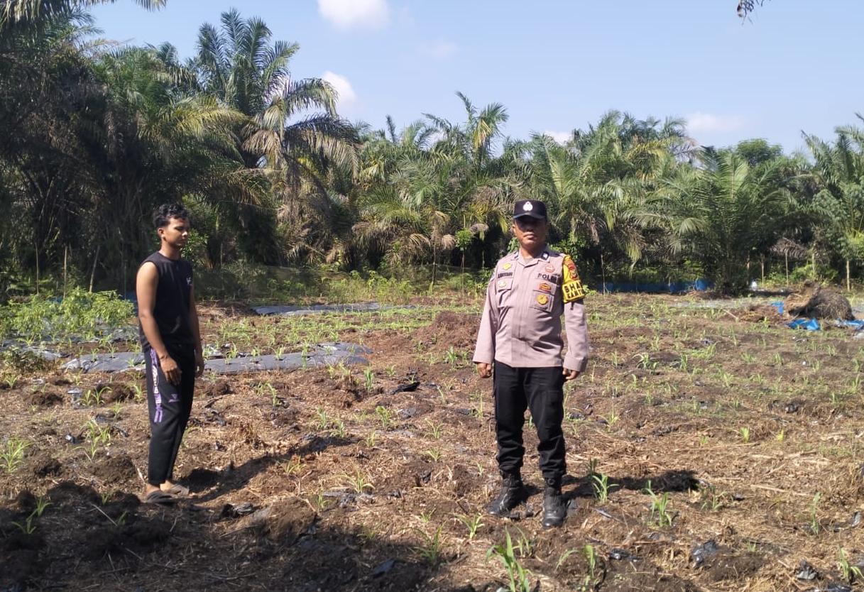 Polsek Kuala Cenaku Pantau Lahan Jagung di Desa Sukajadi
