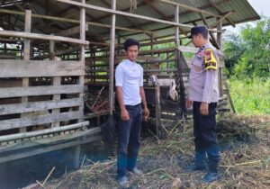 Sambangi Peternak Kambing di Rawa Asri, Polsek Kuala Cenaku Dorong Populasi Ternak Berkelanjutan