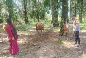 Bhabinkamtibmas Polsek Kuala Cenaku Sambangi Peternak Sapi di Teluk Sungkai