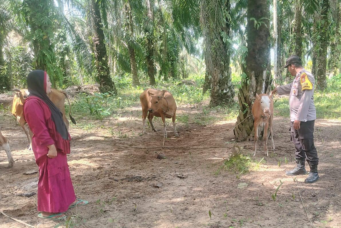 Bhabinkamtibmas Polsek Kuala Cenaku Sambangi Peternak Sapi di Teluk Sungkai