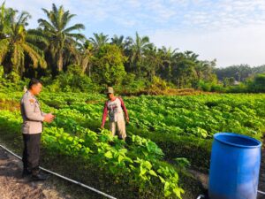 Sinergi Polri dan Warga, Polsek LBJ Dampingi Budidaya Timun di Desa Pontian Mekar untuk Perkuat Ketahanan Pangan