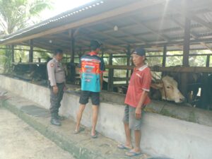 Polsek Lubuk Batu Jaya Sambangi Peternak Sapi, Dukung Program Ketahanan Pangan Nasional