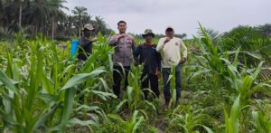 Polsek LBJ Tinjau Langsung Perkembangan Jagung Pipil 4 Hertar, Program Ketahanan Pangan Berjalan Optimal