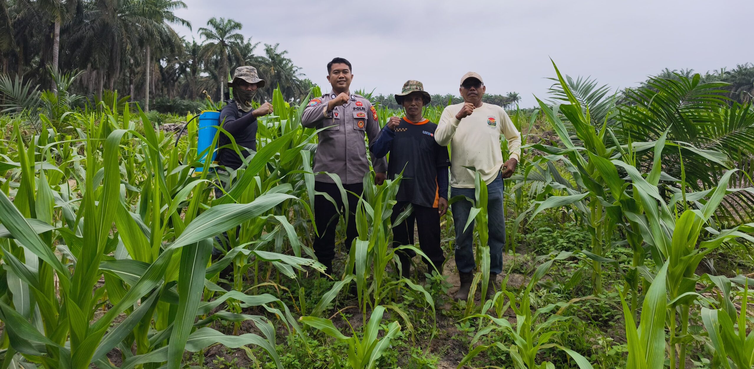 Polsek LBJ Tinjau Langsung Perkembangan Jagung Pipil 4 Hertar, Program Ketahanan Pangan Berjalan Optimal