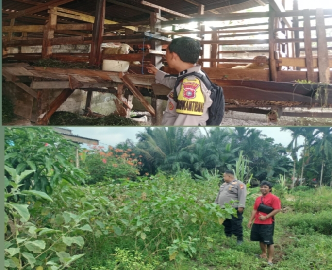 Polisi Cinta Petani Hadir di Tengah Warga. Polsek Seberida, Polres Inhu Perkuat Ketahanan Pangan dari Sektor Pertanian dan Peternakan