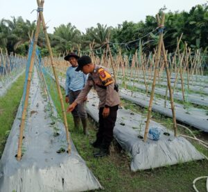 Polri Dukung Ketahanan Pangan: Bhabinkamtibmas Polsek LBJ Dampingi Petani Timun di Desa Tasik Juang