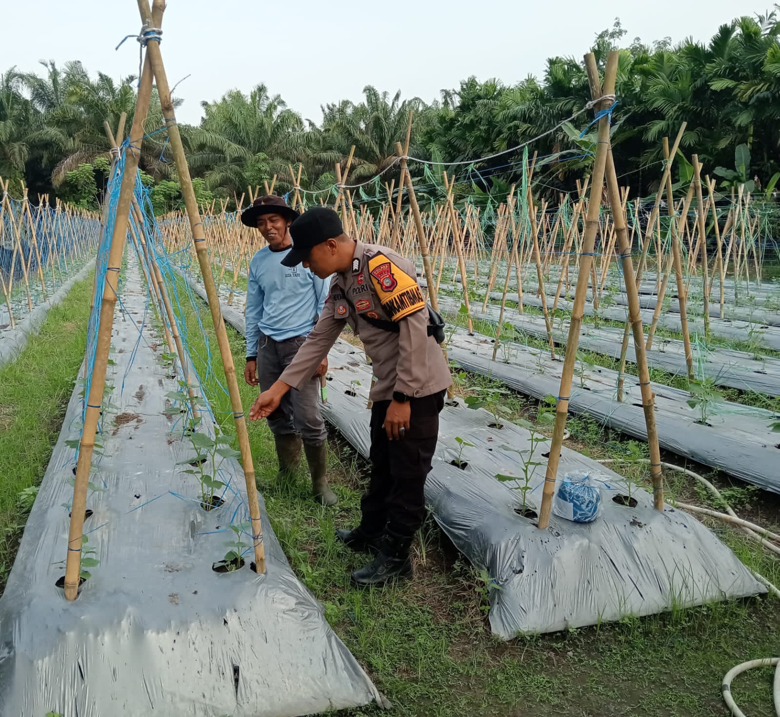 Polri Dukung Ketahanan Pangan: Bhabinkamtibmas Polsek LBJ Dampingi Petani Timun di Desa Tasik Juang