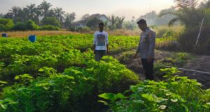 Polri Gencarkan Pendampingan Ketahanan Pangan, Bhabinkamtibmas Polsek LBJ Motivasi Warga Budidaya Bayam di Pekarangan