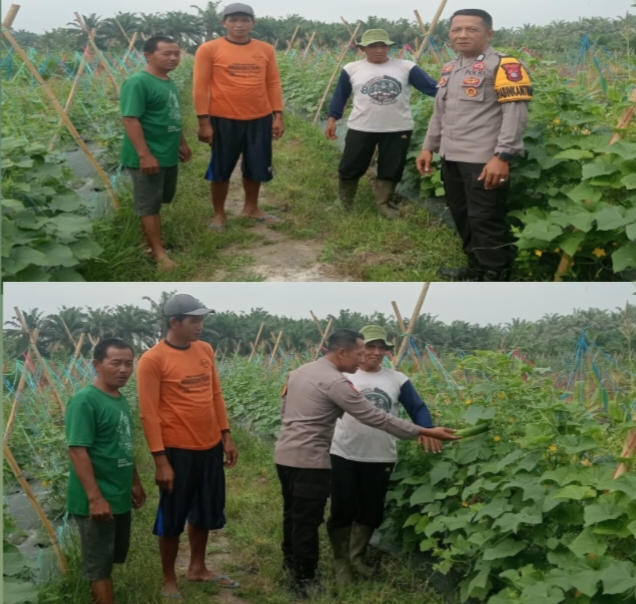 Bhabinkamtibmas Sei Beras Beras Polsek LBJ Genjot Ketahanan Pangan Lewat Budidaya Bayam di Pekarangan Warga
