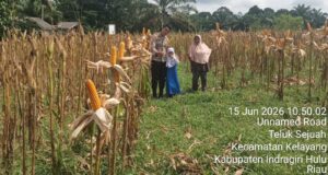 Ketahanan Pangan Dan Swasembada Jagung Pipil, Ini yang Dilakukan Polres Inhu