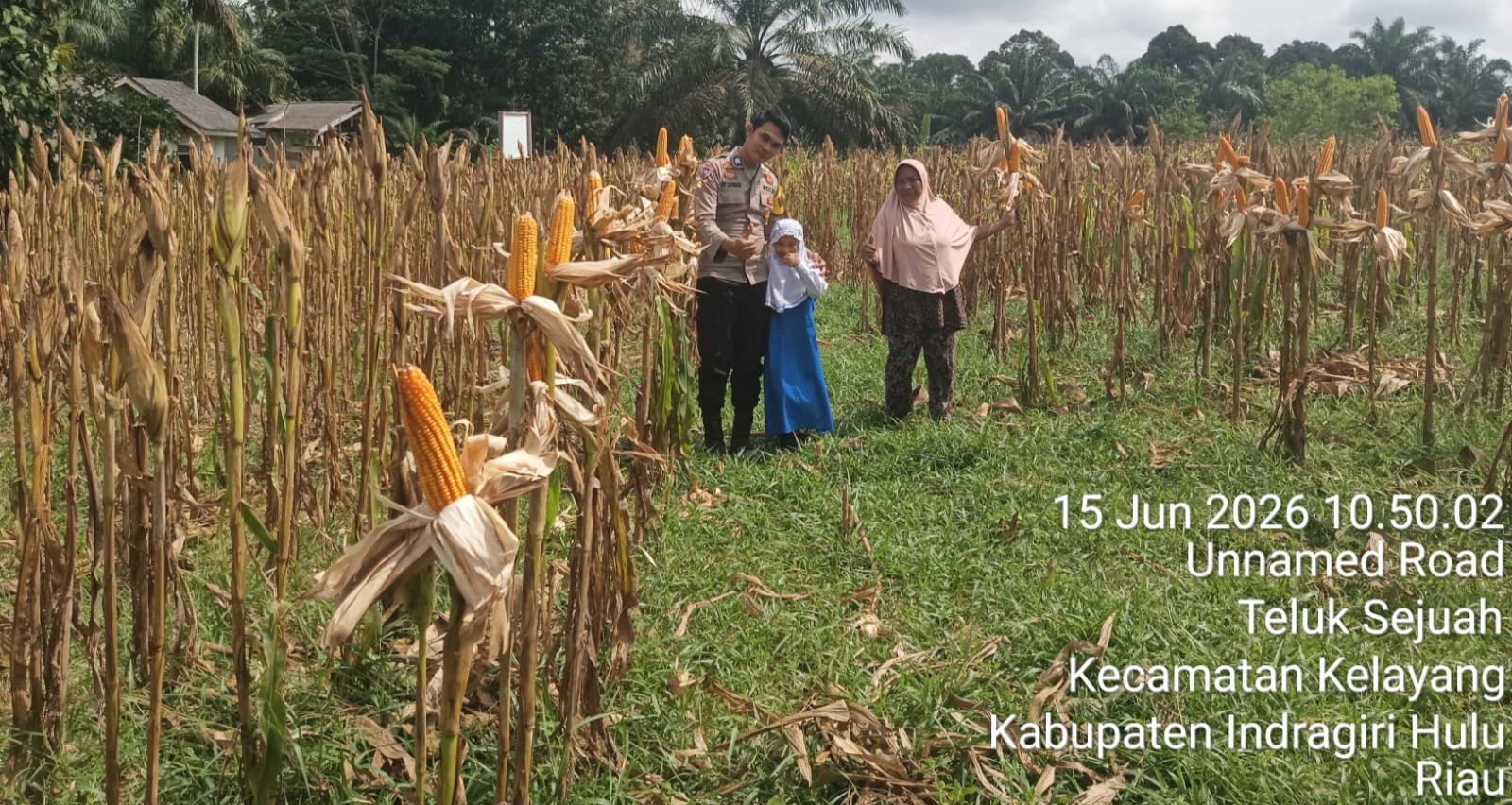 Ketahanan Pangan Dan Swasembada Jagung Pipil, Ini yang Dilakukan Polres Inhu