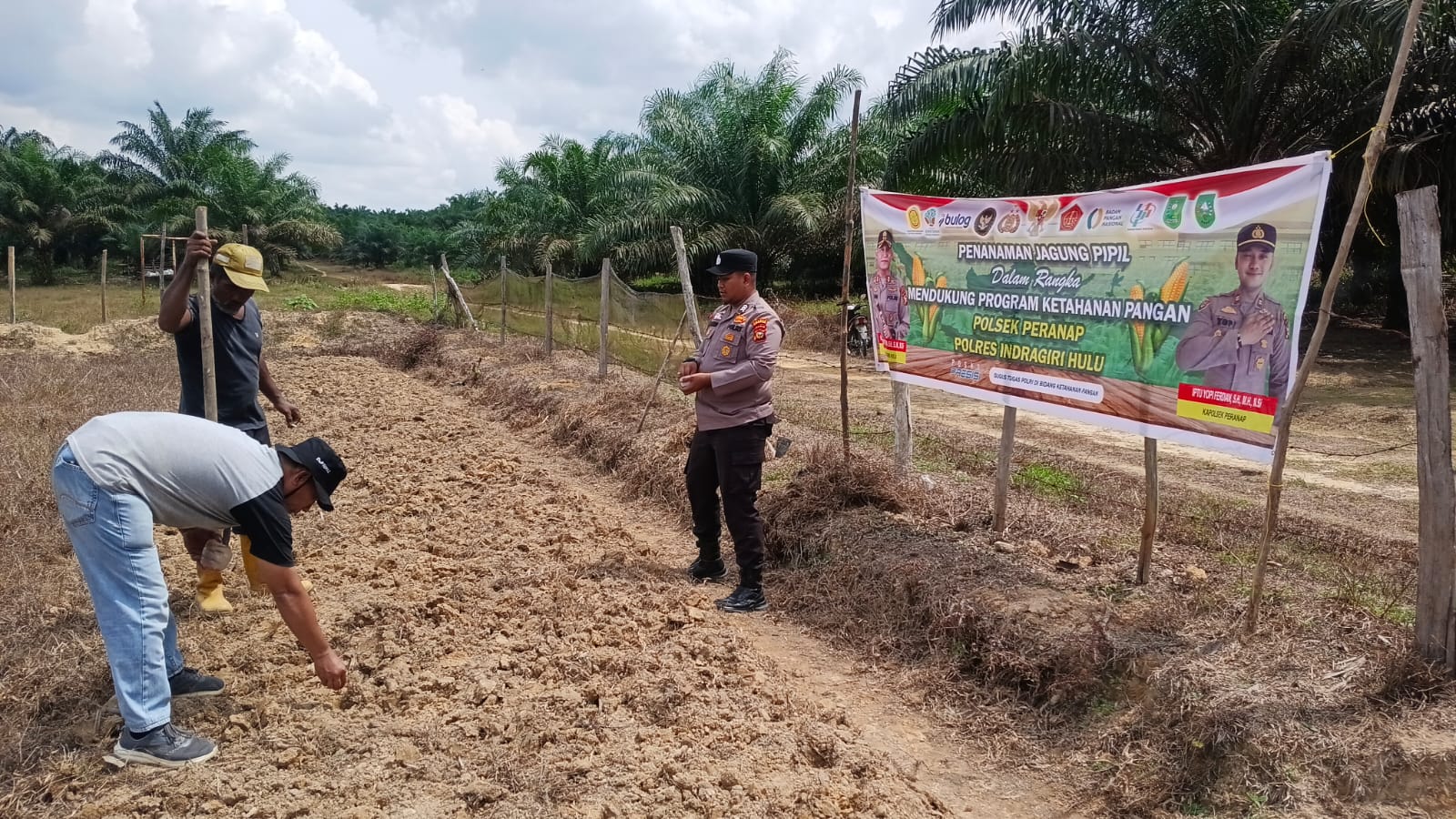 Hadapi Cuaca Panas, Polres Inhu Bersama PT. PAS Susun Rencana Tanam Jagung Ulang