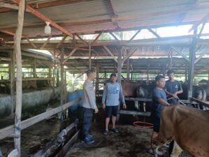 Polsek LBJ Dampingi Peternak Sapi di Kulim Jaya, Teguhkan Ketahanan Pangan Nasional