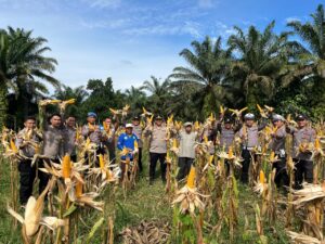 Sinergi Polisi-Tani, Polres Inhu Panen 7 Ton Jagung Pipil