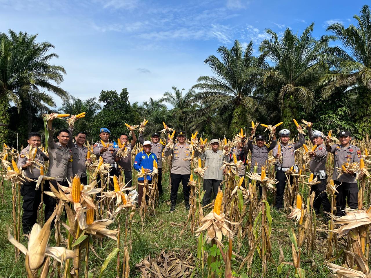 Sinergi Polisi-Tani, Polres Inhu Panen 7 Ton Jagung Pipil