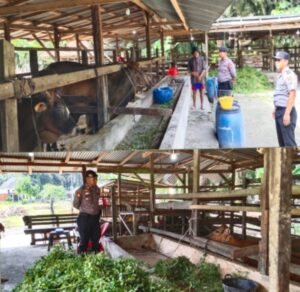 Polsek LBJ Dukung Ketahanan Pangan Lewat Sambang ke Peternak Sapi dan Kambing di Desa Kulim Jaya
