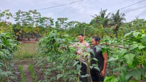 Bhabinkamtibmas Pontian Mekar Polsek LBJ Sambangi Lahan Warga, Genjot Program Ketahanan Pangan di Inhu