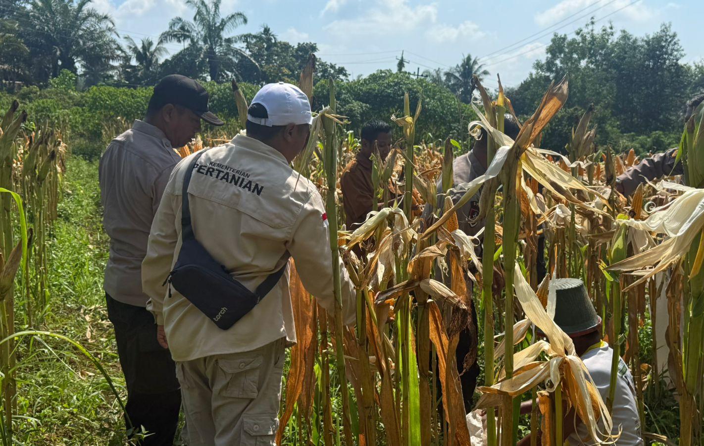 Polsek Lirik Panen Kuartal II Jagung Pipil Milik PT Pertamina EP Lirik, Dukung Swasembada Pangan