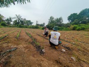 Polsek Lirik Cek Rutin Tanaman Jagung Pipil Binaan di Lahan PT Pertamina EP Lirik