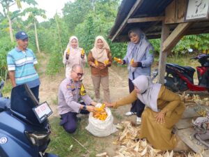 Terus Geliat Dukung Ketahanan Pangan, Polsek Lirik Panen Kuartal II Jagung Pipil Bersama BUMDes Barokah di Sidomulyo