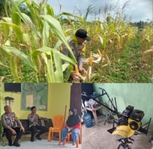 Gandeng KWT, Polsek Lirik Cek Persiapan Panen Jagung Pipil di Sidomulyo