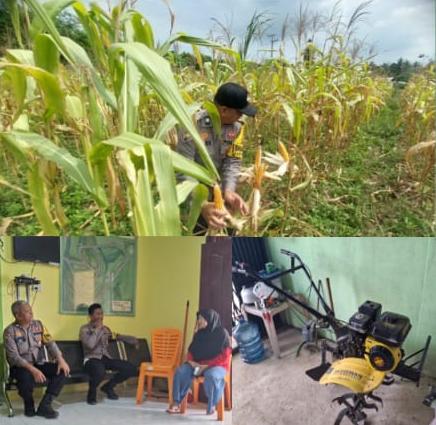 Gandeng KWT, Polsek Lirik Cek Persiapan Panen Jagung Pipil di Sidomulyo