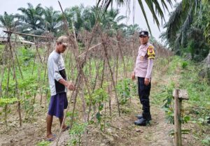 Sokong Ketahanan Pangan, Polsek Kuala Cenaku Sambangi Petani Cabai Rawit di Desa Rawa Asri