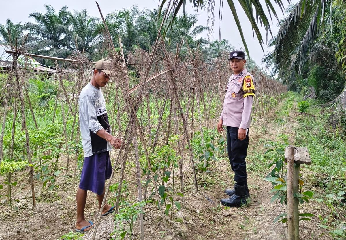 Sokong Ketahanan Pangan, Polsek Kuala Cenaku Sambangi Petani Cabai Rawit di Desa Rawa Asri
