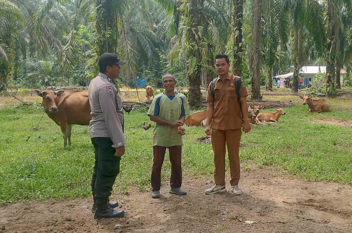 Dukung Ketahanan Pangan, Bhabinkamtibmas Polsek Kuala Cenaku Sambangi Peternak Sapi di Teluk Sungkai