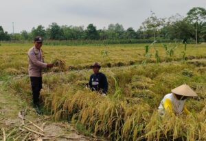 Genjot Ketahanan Pangan, Polsek Kuala Cenaku Pantau Langsung Panen Raya di Tanjung Sari