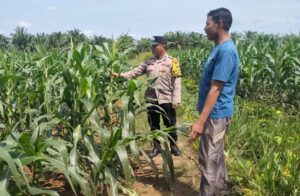 Polisi Cinta Petani, Bhabinkamtibmas Polsek Kuala Cenaku Turun ke Kebun Jagung Manis di Desa Pulau Gelang