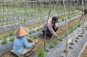 Bhabinkamtibmas Kuala Cenaku Turun ke Lahan Cabai, Dukung Petani Teluk Sungkai Jaga Ketahanan Pangan
