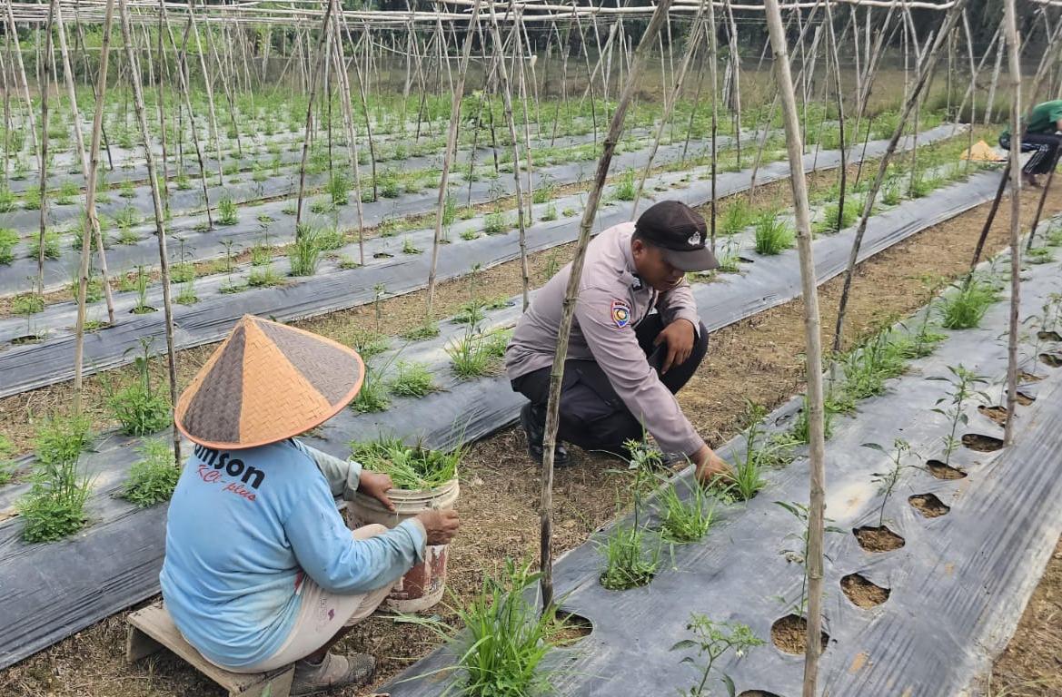 Bhabinkamtibmas Kuala Cenaku Turun ke Lahan Cabai, Dukung Petani Teluk Sungkai Jaga Ketahanan Pangan