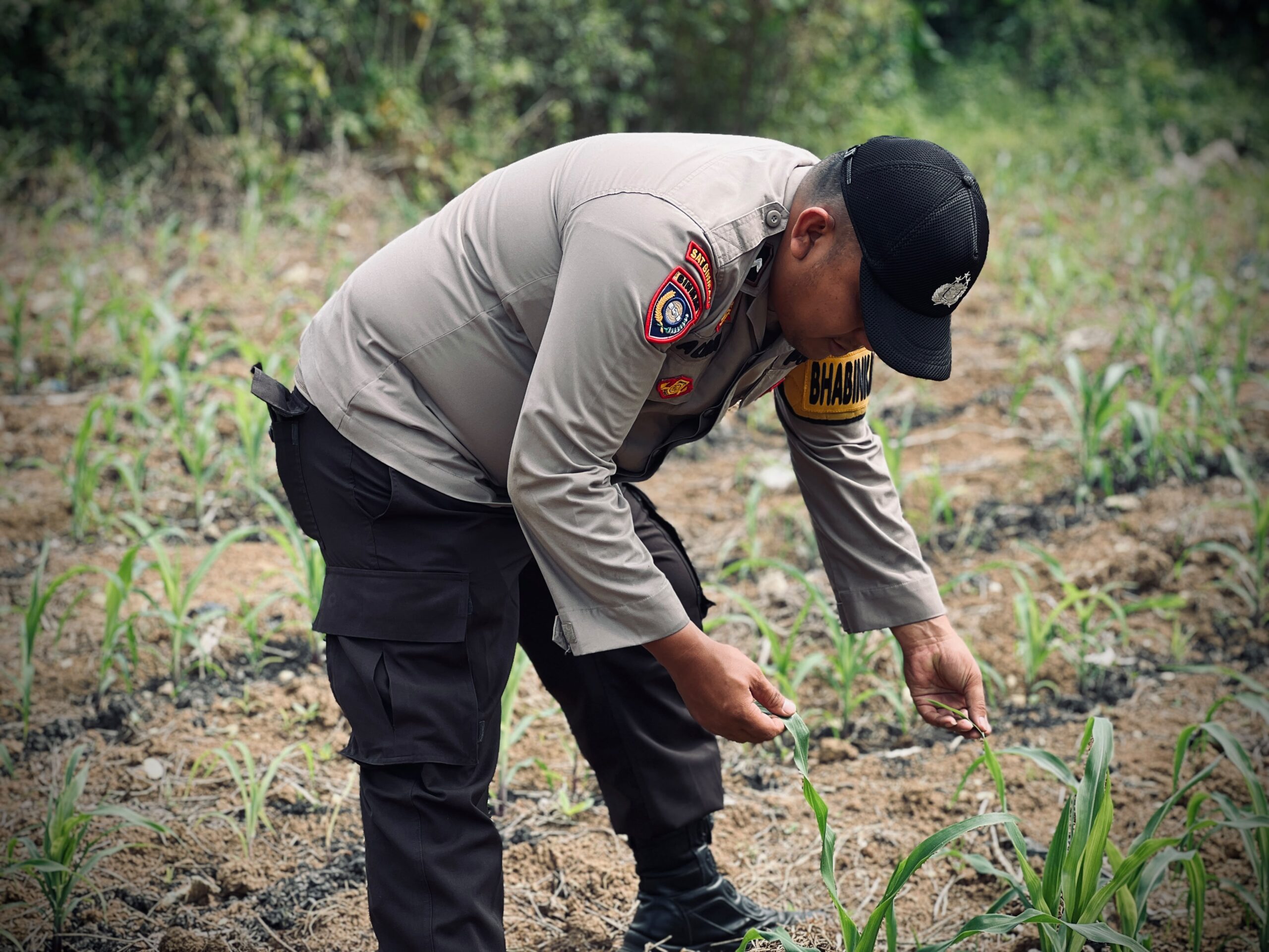 Dukung Ketahanan Pangan, Personel Polsek Lirik Cek Pertumbuhan Jagung Pipil Binaan di Desa Lirik Area
