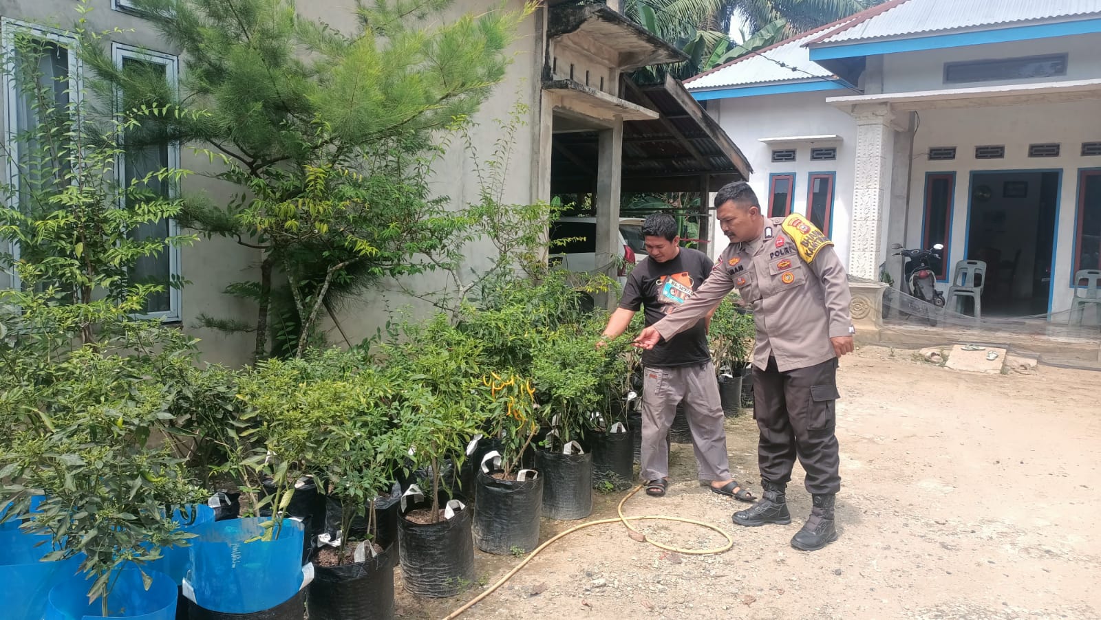 Bhabinkamtibmas Kuala Cenaku Dorong Petani Cabai Tanam Jagung Pipil