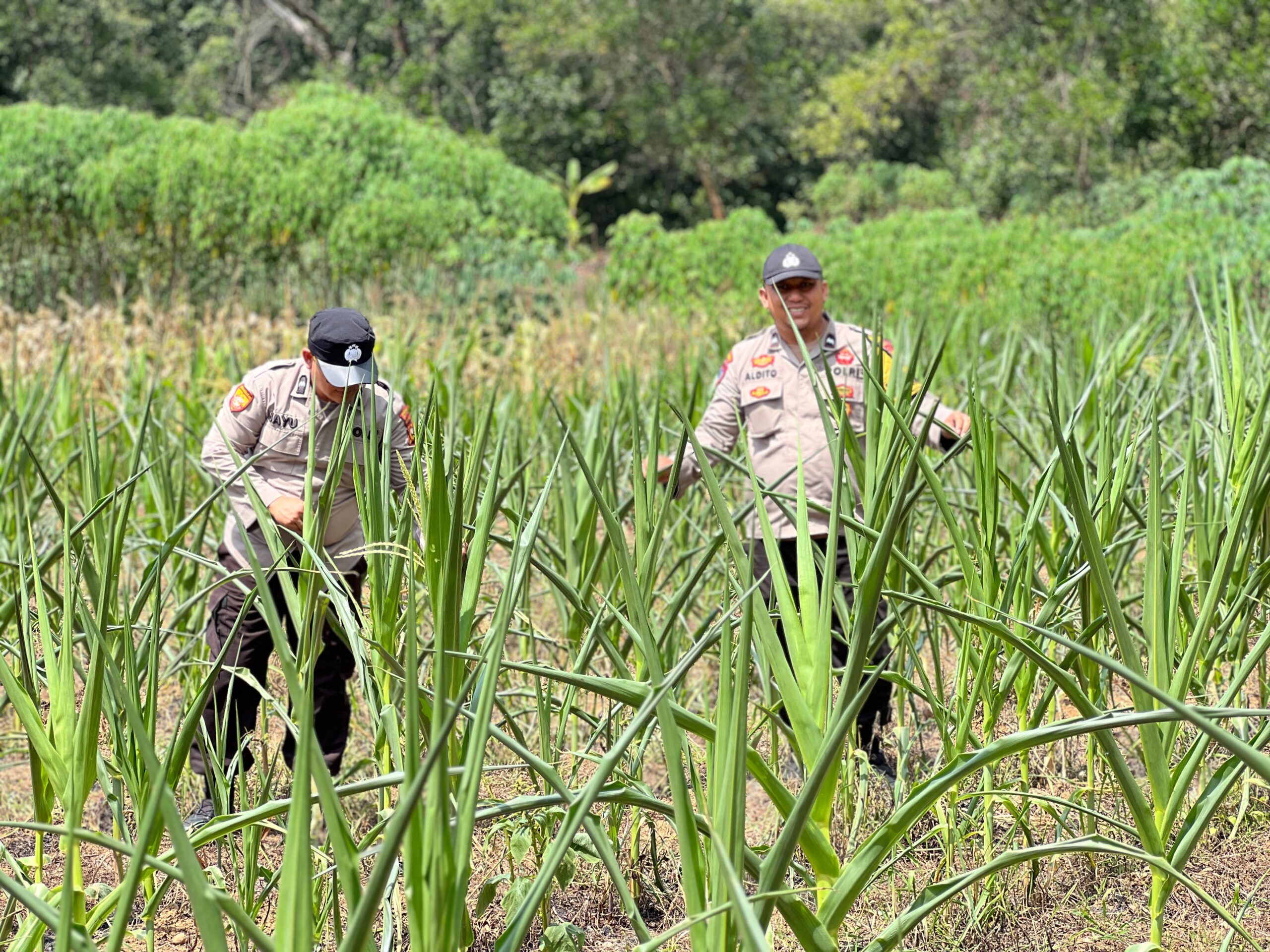 Polsek Lirik Cek Pertumbuhan Jagung Pipil 50 HST di Desa Lirik Area